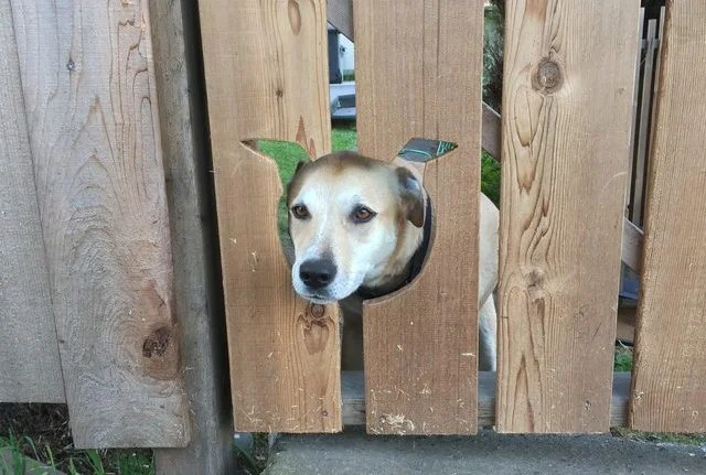 Юмор