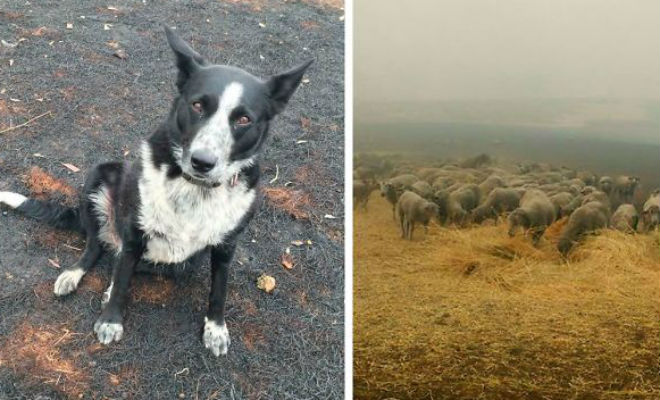 Собака собрала овец и вела их несколько часов. Люди удивились, а потом увидели лесной пожар