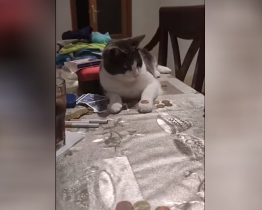 Коты мемы. Кот. Фокусы для котов. Кошачьи фокусы. Морда кота.