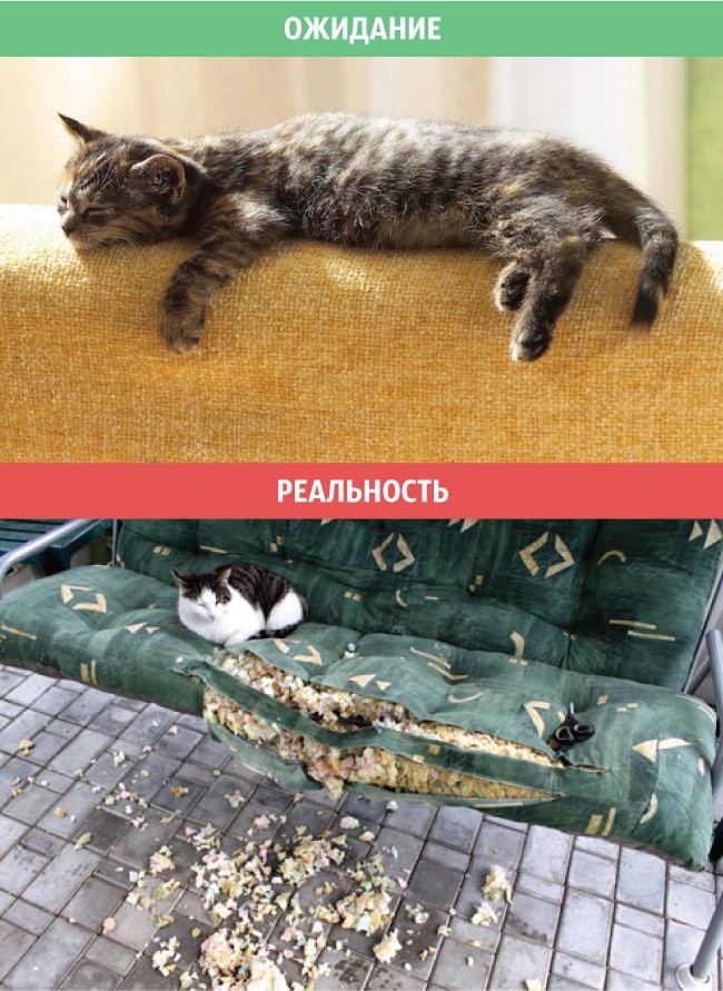 Коты: ожидания и реальность коты, приколы