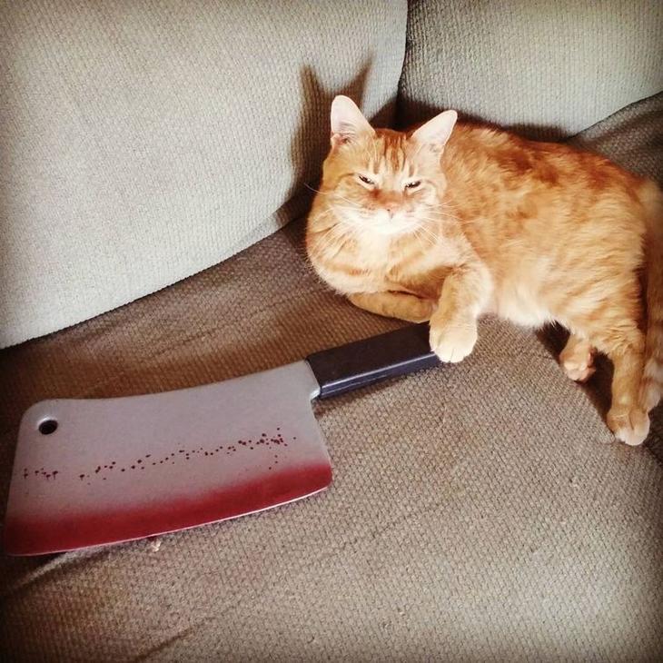 20 кошек, которые очевидно хотят вам навредить 