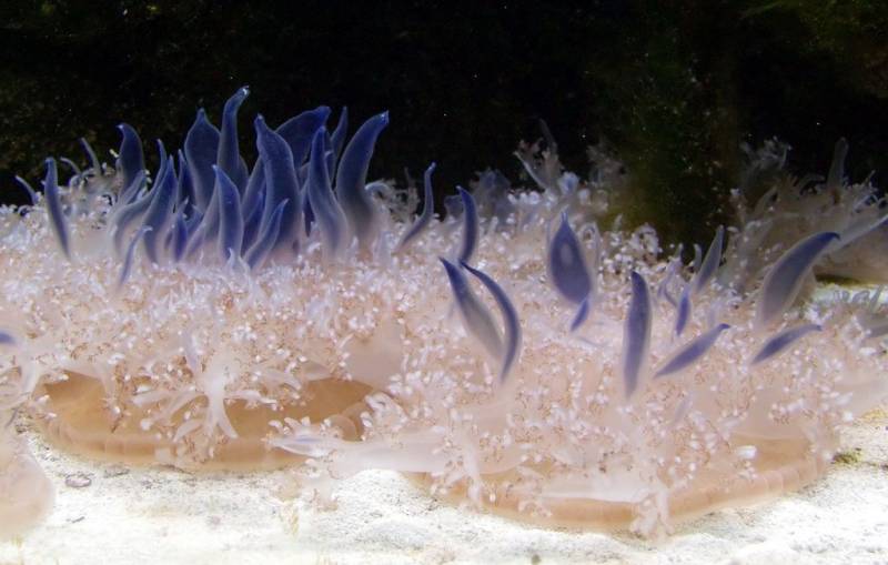 Перевернутые медузы  (англ. upside-down jellyfish) 