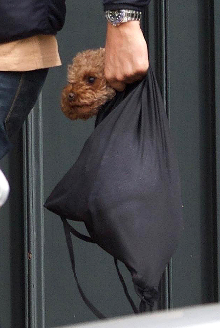 Пес в мешке: Орландо Блум и его необычный способ гулять с собакой Звезды / Новости о звездах