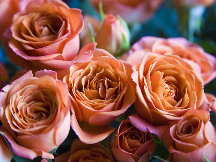 20 интересных и забавных фактов о розах интересные факты,садоводство,цветоводство