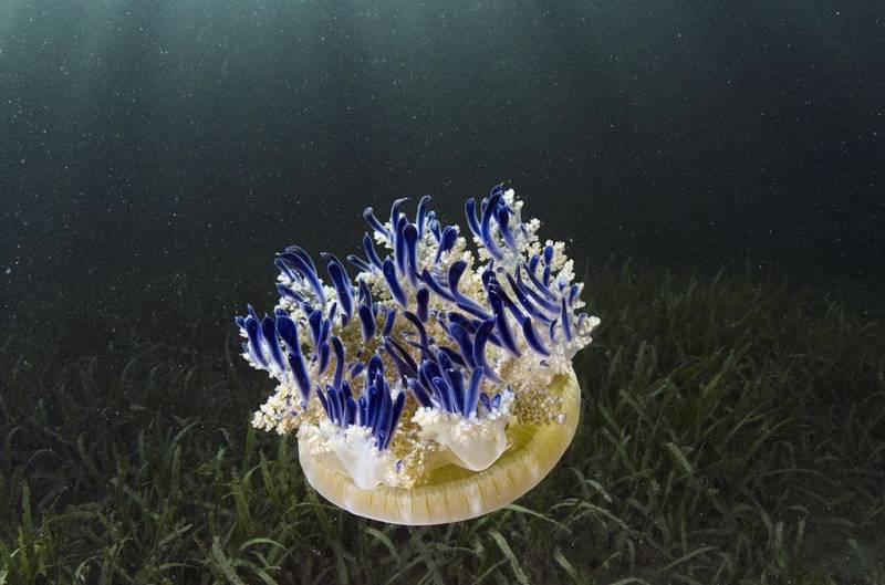 Перевернутые медузы  (англ. upside-down jellyfish) 