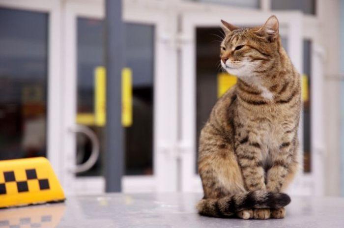 Смешные и просто красивые фотографии кошек (136 фото)