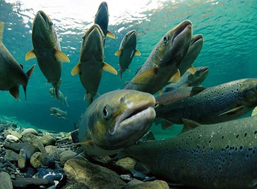 Смерть отменяется: как некоторым лососям удается избежать гибели после нереста