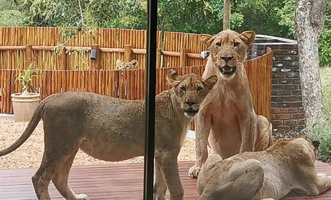 Семья из ЮАР приехала на дачу и обнаружила, что на их участке поселился прайд львов