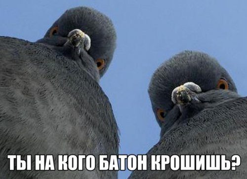 Смешные фотомемы Смешные фотомемы