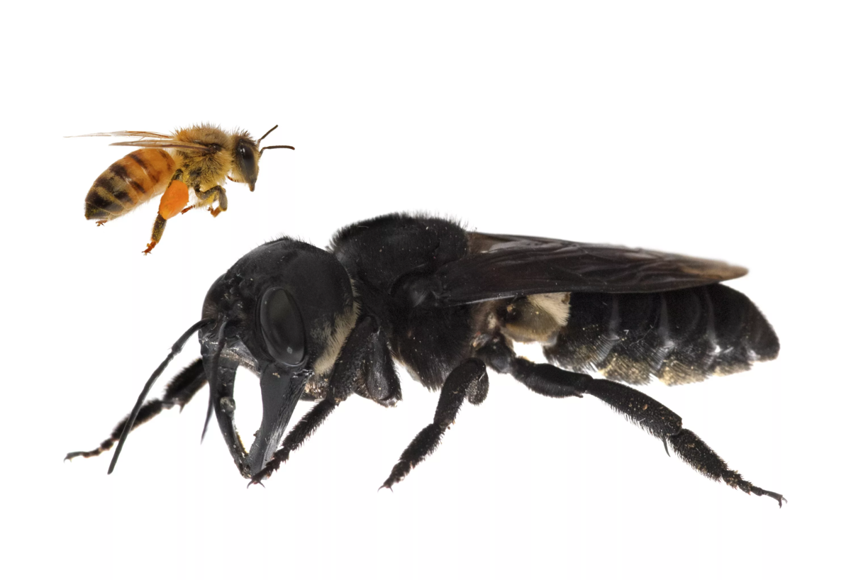 Пчела Уоллеса: Древние пчёлы-убийцы считались вымершими, но они найдены живыми экспедицей 2019 года! Уоллеса, этого, после, пчелу, самая, пчела, человечество, наверняка, большая, отжимают, термитов, вполне, сложно, чтобы, зрения, такое, когда, ужаснулся в, титановыми, встречалось