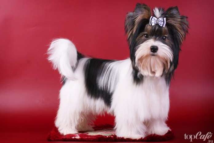 Йоркширские терьеры: Упрямство и настойчивость