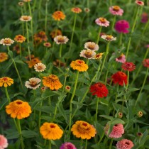 Цинния узколистная (Zinnia angustifolia), сортосмесь «Конфетка» (Candy)