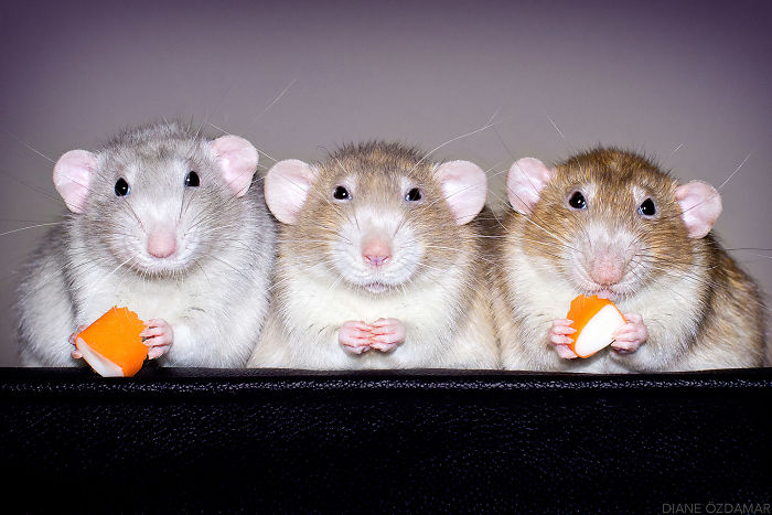 Brothers Enjoying A Snack (Izumi, Lysander And Kaelan)