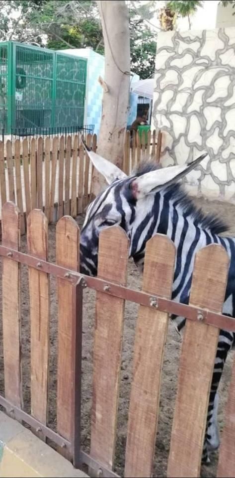 В египетском зоопарке жара превратила зебр в ослов