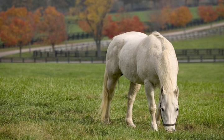 красивые фотографии лошадей