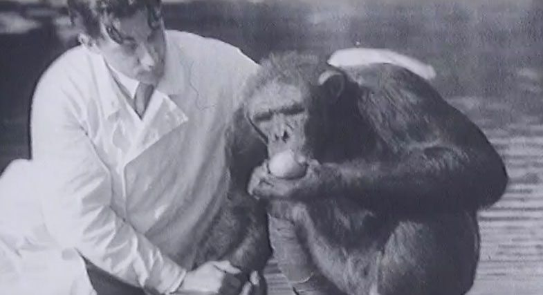 Межвидовой секс в советской науке. Зачем человека скрещивали с шимпанзе?
