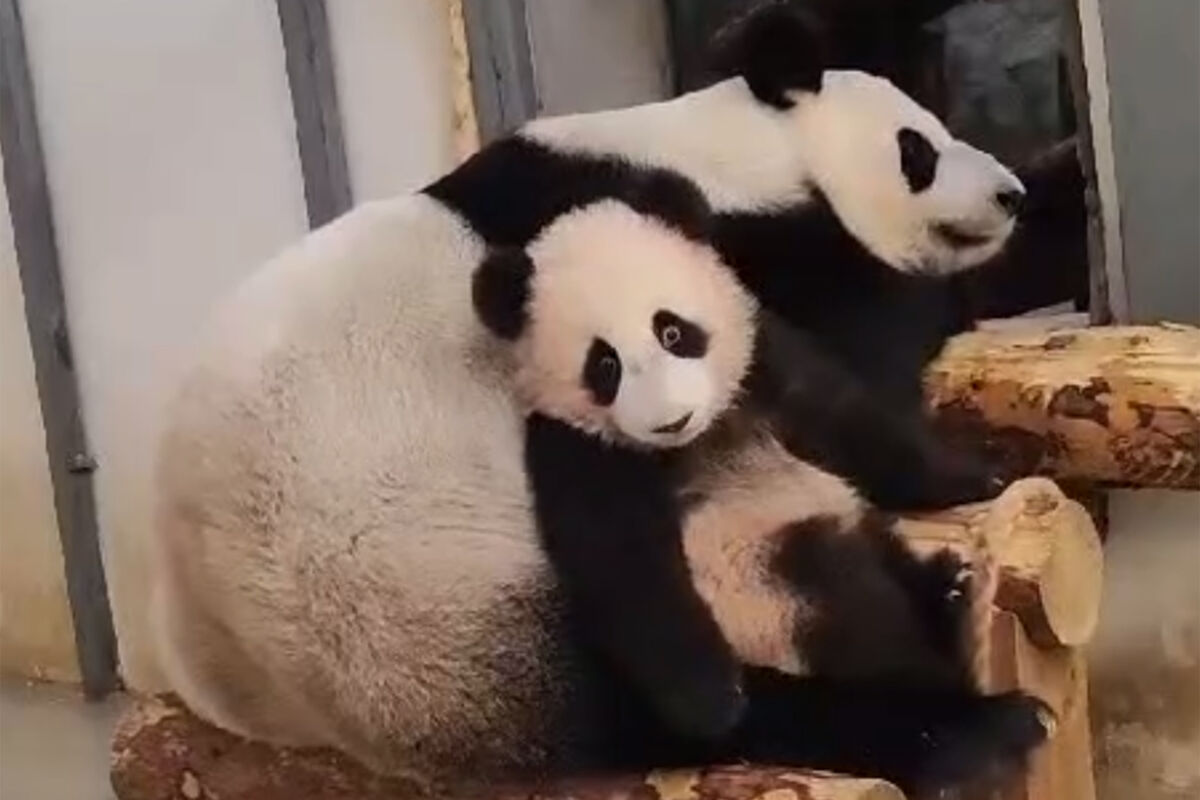 Панда Катюша уедет в Китай из Московского зоопарка в четыре года