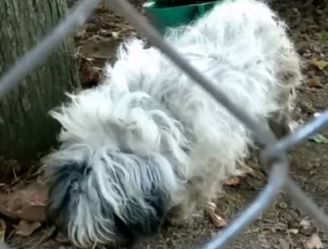 Лохматая собака