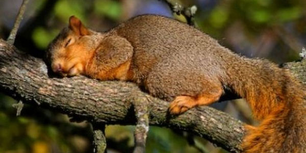 Спим в неожиданных местах и позах