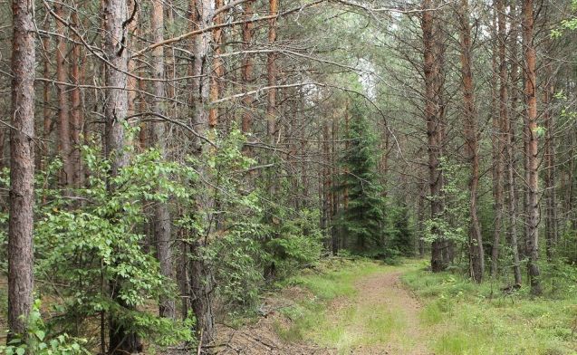 Летние прогулки в поисках грибов грибы, лес, лето