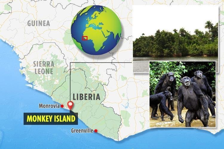 Тайный “Остров Обезьян” в Либерии, к которому боятся приближаться люди мир,туризм