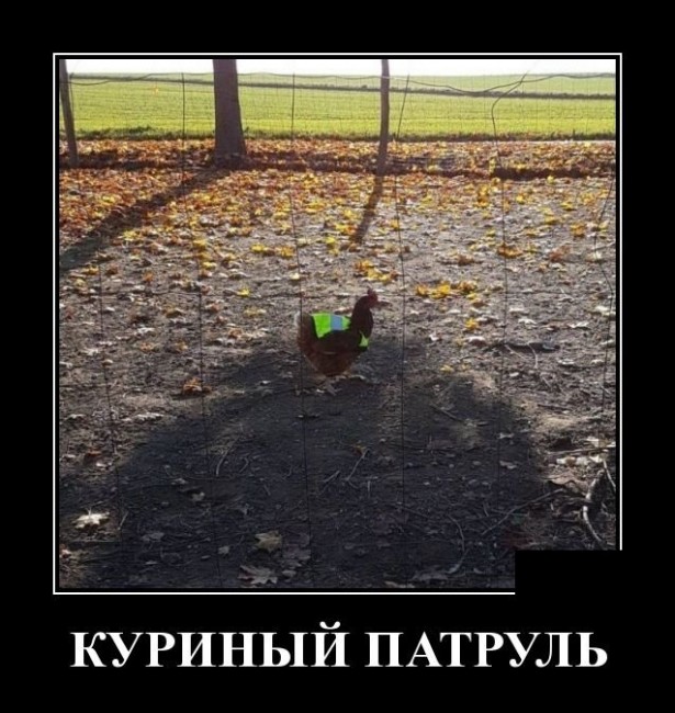 Свежие, прикольные и забавные демотиваторы для хорошего настроения Свежие, прикольные и забавные демотиваторы для хорошего настроения демотиваторы свежие,смешные демотиваторы,юмор