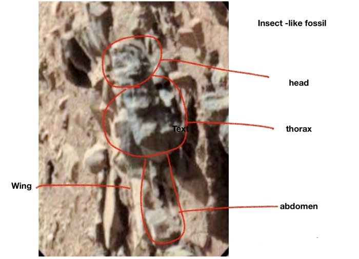 Ученый разглядел на фотографиях марсохода огромных жуков исследования,космос,Марс,наука,странности,фотографии