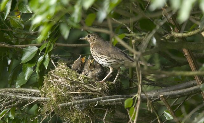 Где вьют гнезда птицы, и как привлечь их на свой участок дача,животные,сад и огород