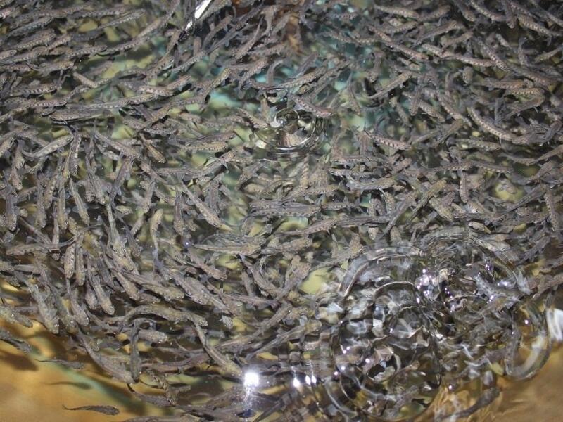 Золотодобытчик выпустил в реку 45 тысяч мальков хариуса