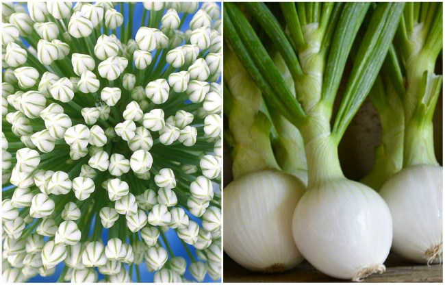 фрукты и овощи до того как созреют