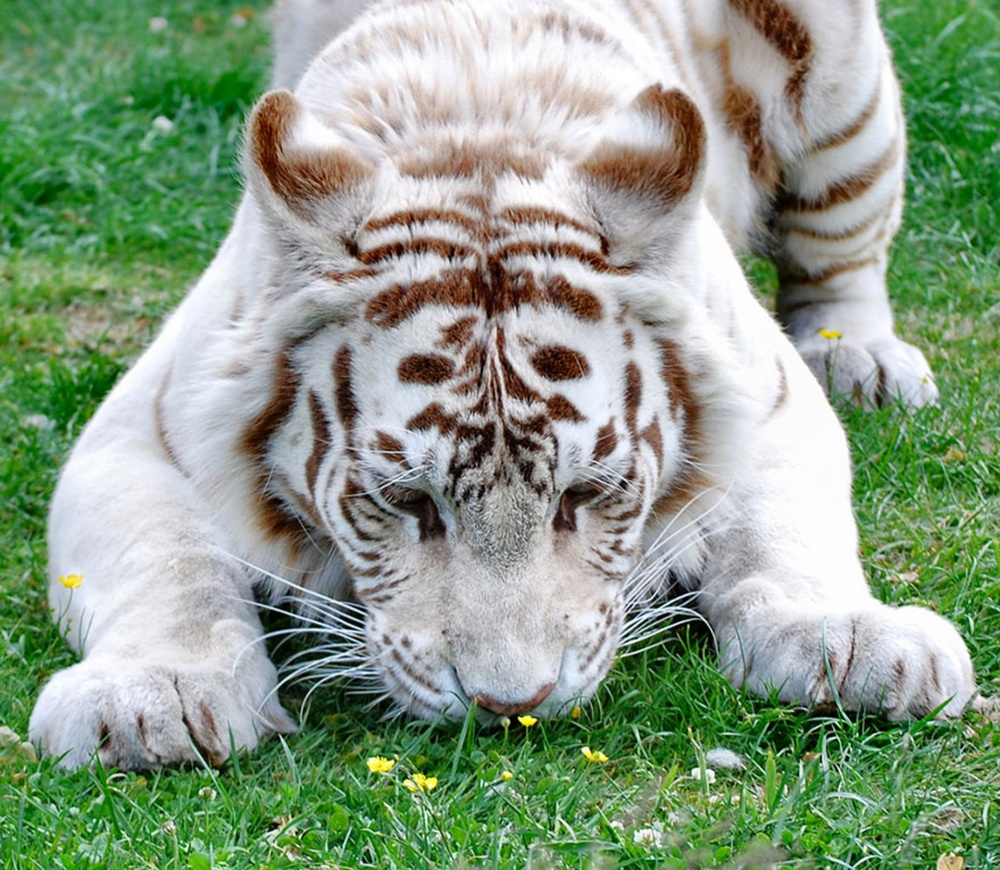 Белый тигр животное