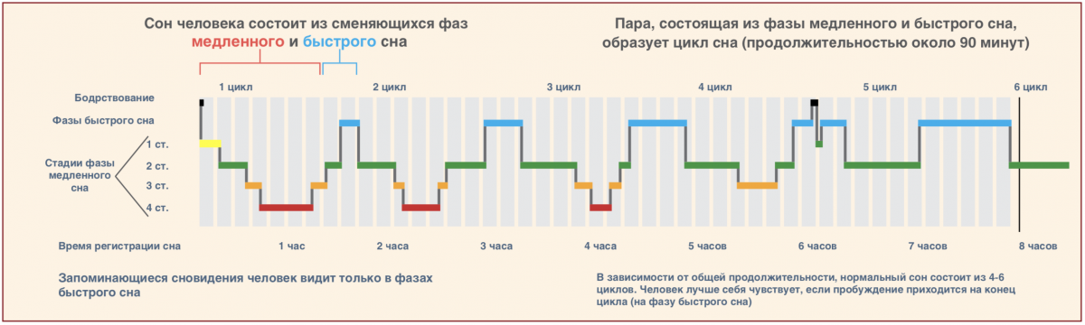 Покушение на сон: можно ли спать меньше без вреда для здоровья здоровье,наука,сон