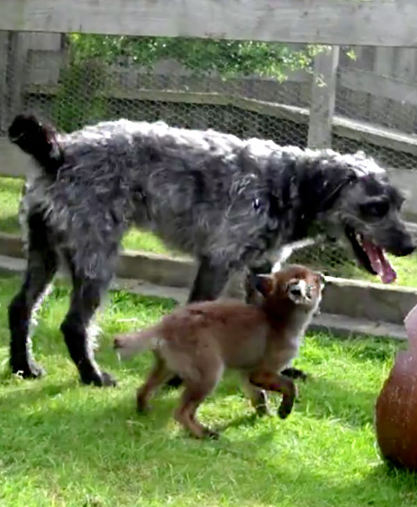 cute-fox-and-hound