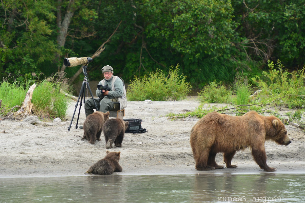 Пять минут из жизни фотографа-анималиста животные, камчатка, медведь, наблюдение, фотограф