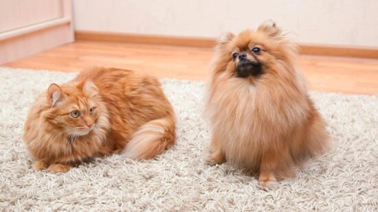 Задыхаетесь от шерсти кошек или собак? Вот 4 лайфхака, как быстро очистить от нее квартиру