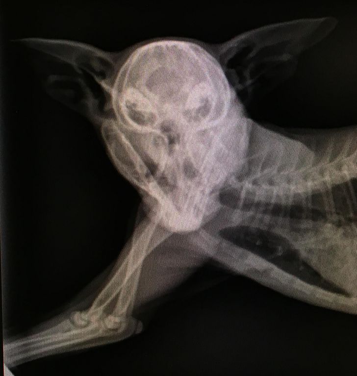 15 рентгеновских снимков, которые показывают скрытые стороны нашей жизни интересное,медицина,рентгеновские снимки