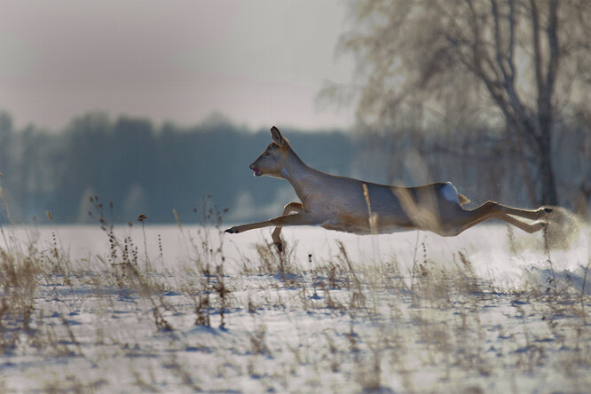 Косуля. Этот снимок вошёл в книгу о животных Новосибирской области «Дикие и симпатичные»