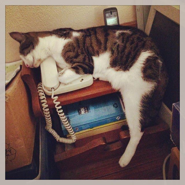 25 кошек, которые спят где угодно, кроме ваших коленей 25 кошек, которые спят где угодно, кроме ваших коленей