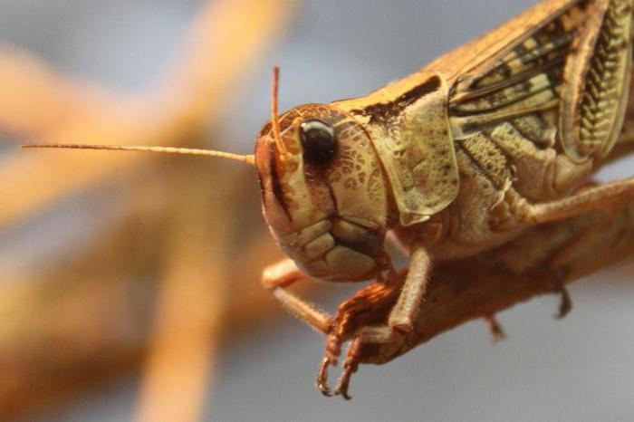 Кобылка — насекомое семейства Саранчовые