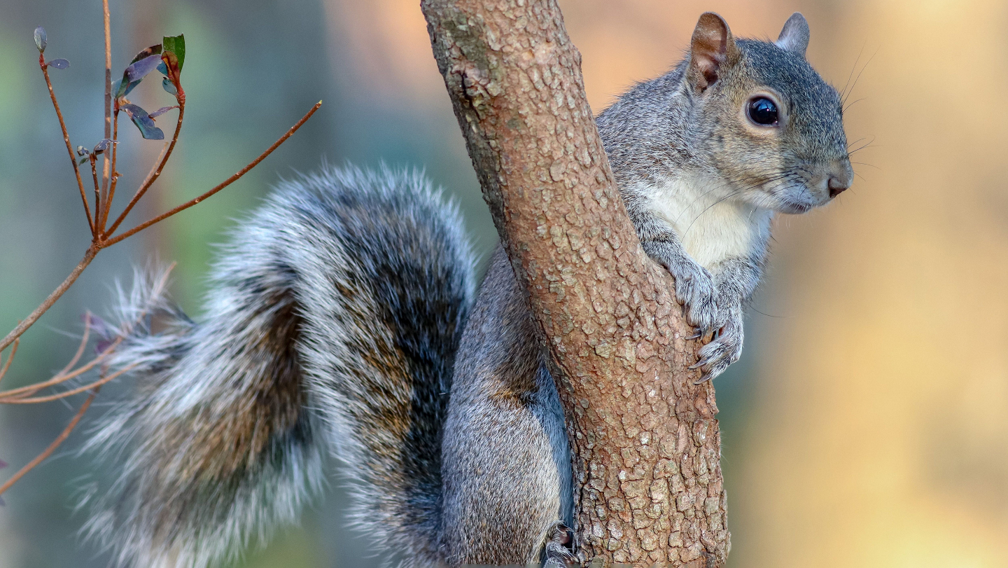 Серая белка