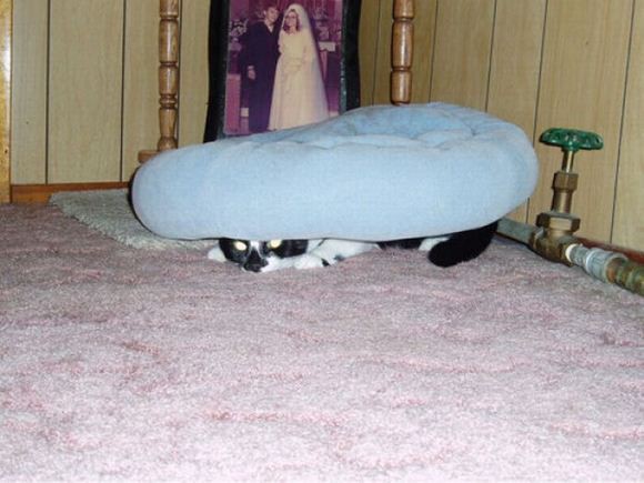 Непревзойденные мастера скрытности! Скрытность, кошки, подборка, прикол, юмор