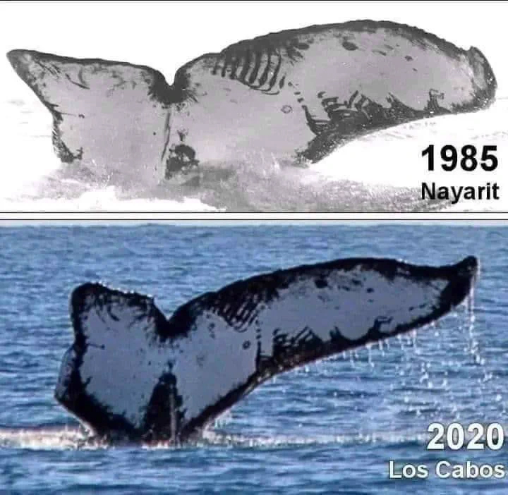 Океанологи увидели хвост над водой и поняли, что этого же кита люди видели здесь почти 40 лет назад: сравнение фото легко, Кролик, побережья, кормовую, неудачно, столкнулся, косаткой, отсюда, форма, хвоста, Впрочем, косатке, повезло, больше, сохранил, полностью, Каждый, определенный, сезон, возвращается