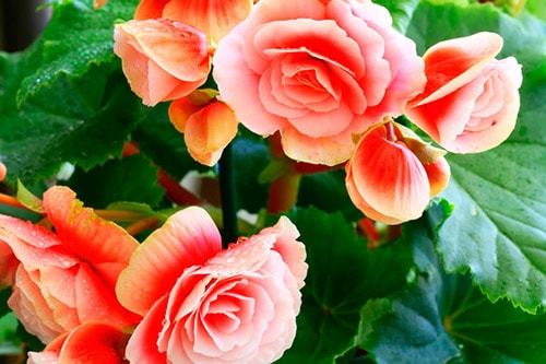 Уход и выращивание бегонии в домашних условиях Уход и выращивание бегонии в домашних условиях комнатные растения,полезные советы