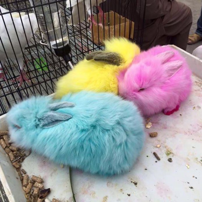цветные кролики и цыплята 