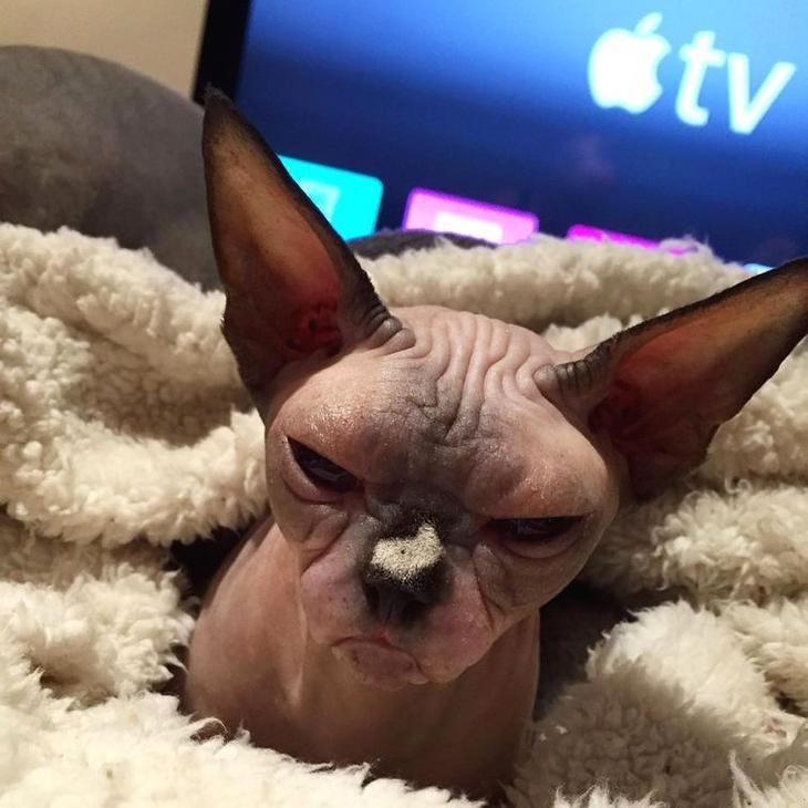 20 кошек, которые очевидно хотят вам навредить