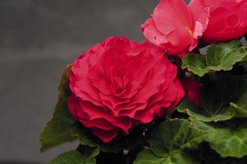 Уход и выращивание бегонии в домашних условиях Уход и выращивание бегонии в домашних условиях комнатные растения,полезные советы