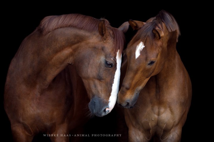 красивые фотографии лошадей
