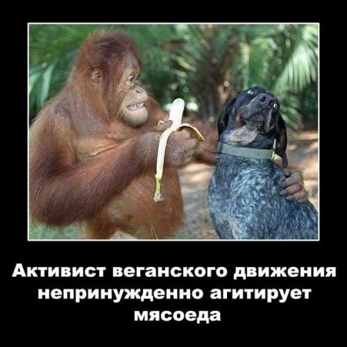 Анекдоты и шутки в картинках, которые заставят вас смеяться 