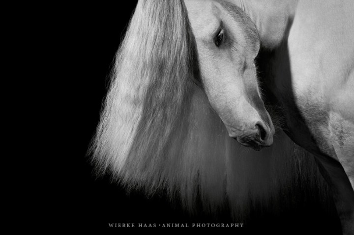 красивые фотографии лошадей 