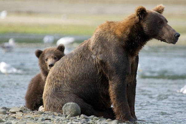 Медведицы «прикрываются» людьми для защиты своего потомства